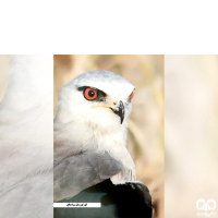 گونه کورکور بال سیاه Black-winged Kite